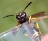 Ancistrocerus nigricornis